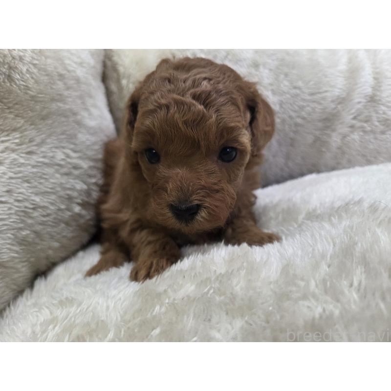 販売中の三重県のトイプードル-441166の2枚目