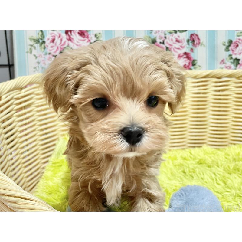 成約済の秋田県のマルプー:マルチーズ×トイプードル-439356の6枚目