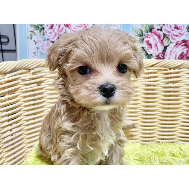 成約済の秋田県のマルプー:マルチーズ×トイプードル-439356の5枚目