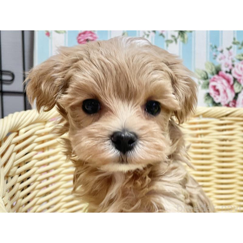 販売中の秋田県のマルプー:マルチーズ×トイプードル-439356