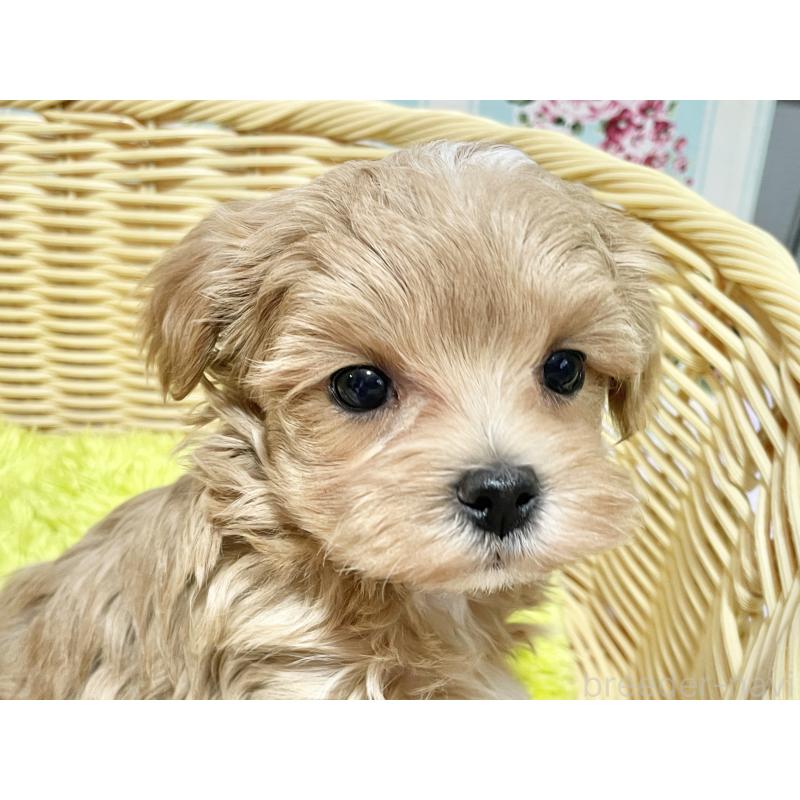 成約済の秋田県のマルプー:マルチーズ×トイプードル-439356の3枚目