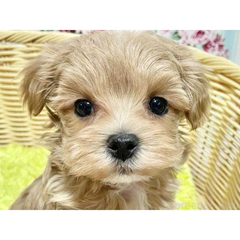販売中の秋田県のマルプー:マルチーズ×トイプードル-439356