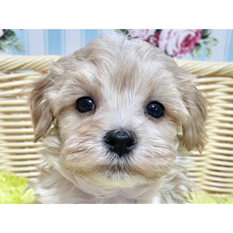 販売中の秋田県のマルプー:マルチーズ×トイプードル-439355