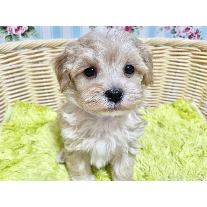 成約済の秋田県のマルプー:マルチーズ×トイプードル-439355の7枚目