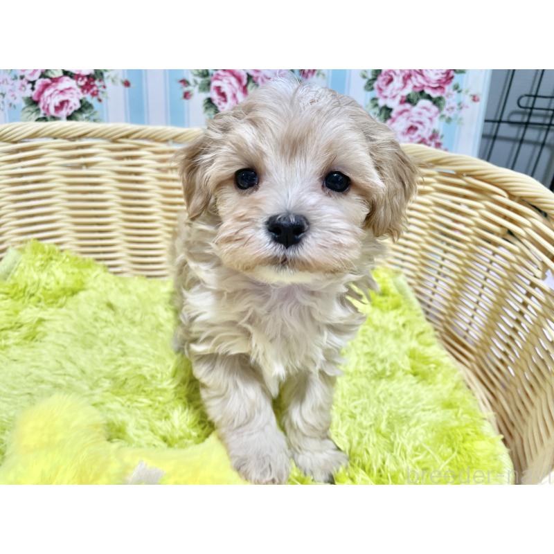 成約済の秋田県のマルプー:マルチーズ×トイプードル-439355の5枚目