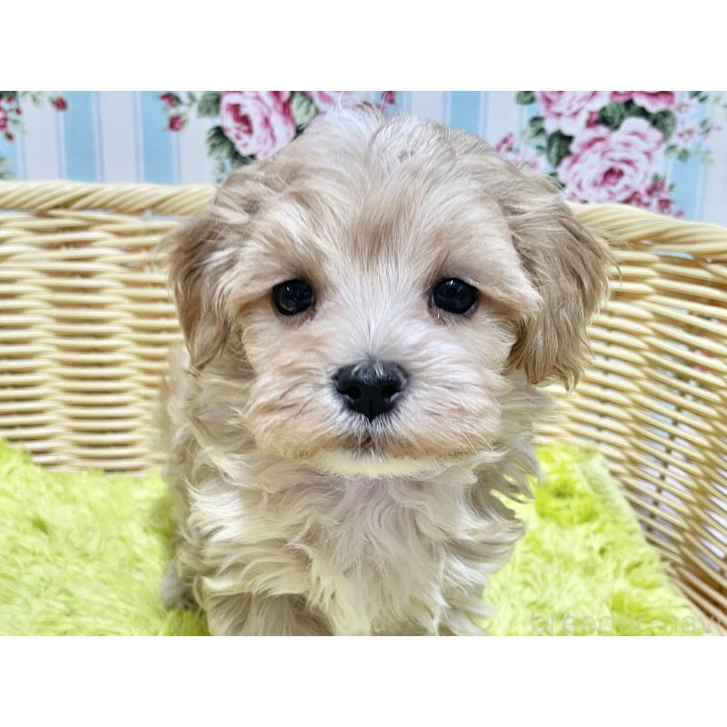 販売中の秋田県のマルプー:マルチーズ×トイプードル-439355