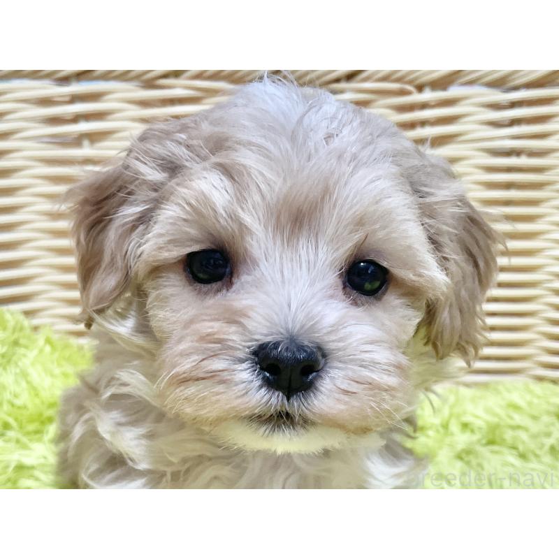 成約済の秋田県のマルプー:マルチーズ×トイプードル-439355の3枚目