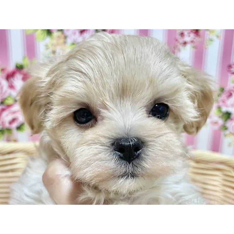 成約済の秋田県のマルプー:マルチーズ×トイプードル-439320の19枚目