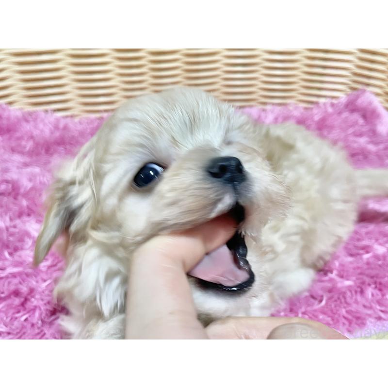 成約済の秋田県のマルプー:マルチーズ×トイプードル-439320の18枚目