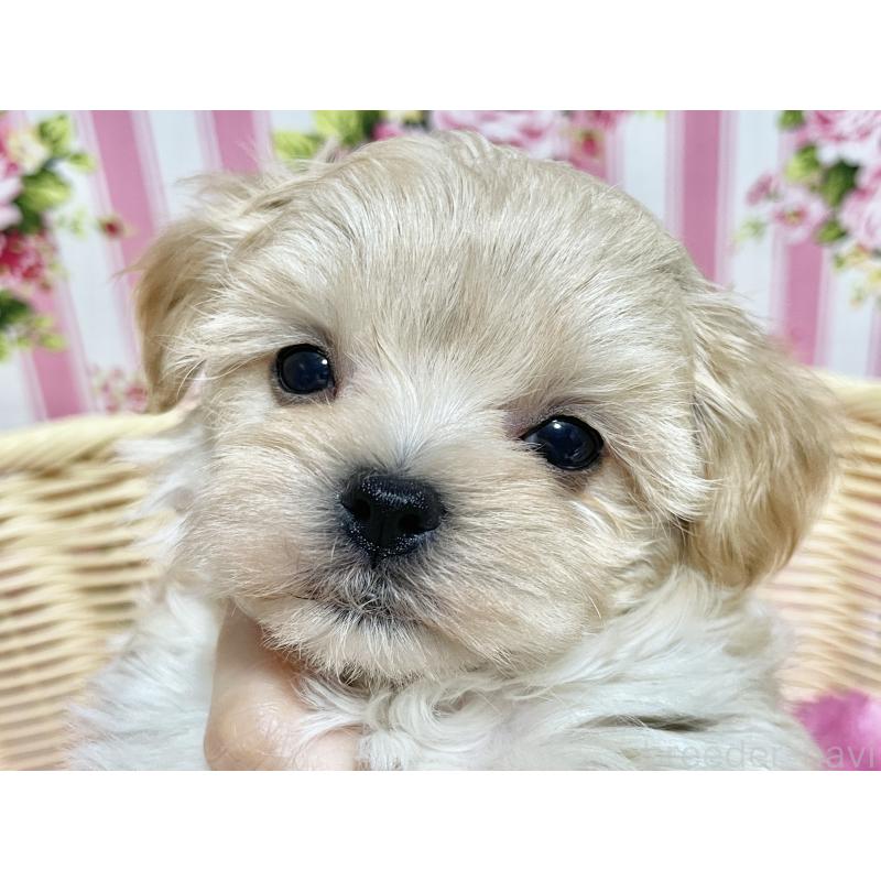 成約済の秋田県のマルプー:マルチーズ×トイプードル-439320の17枚目