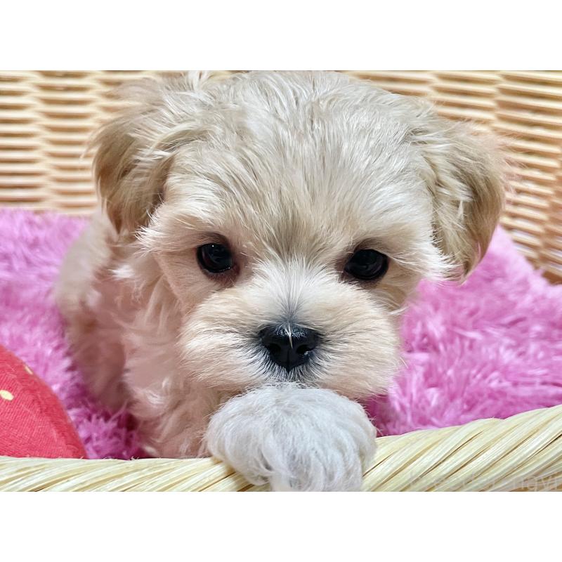 販売中の秋田県のマルプー:マルチーズ×トイプードル-439320