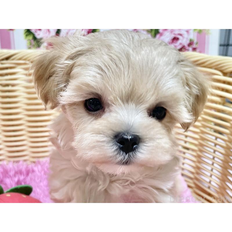 成約済の秋田県のマルプー:マルチーズ×トイプードル-439320の15枚目