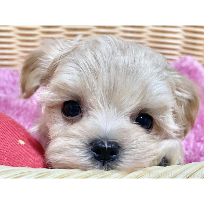 成約済の秋田県のマルプー:マルチーズ×トイプードル-439320の14枚目