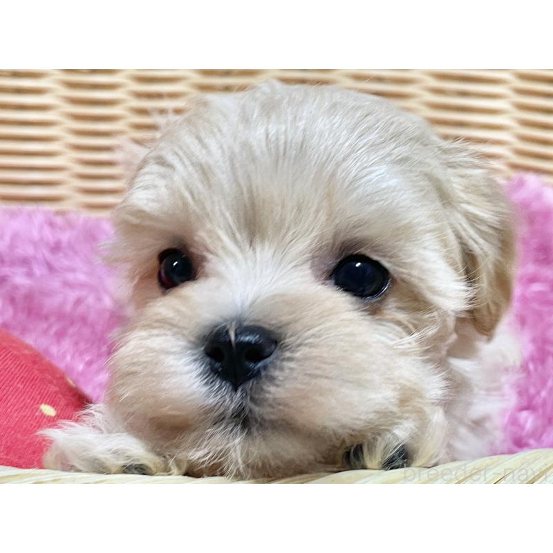 成約済の秋田県のマルプー:マルチーズ×トイプードル-439320の13枚目