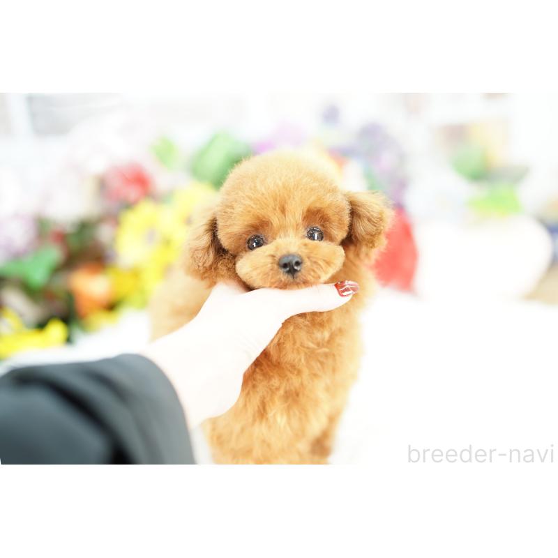 販売中の埼玉県のトイプードル-441167の4枚目