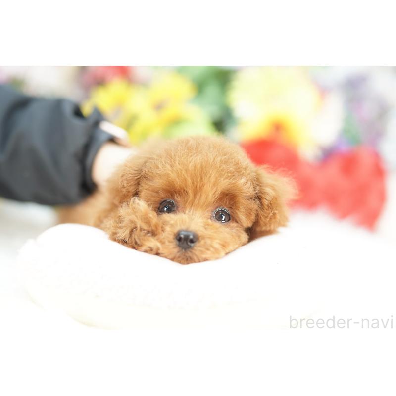 販売中の埼玉県のトイプードル-441167の3枚目