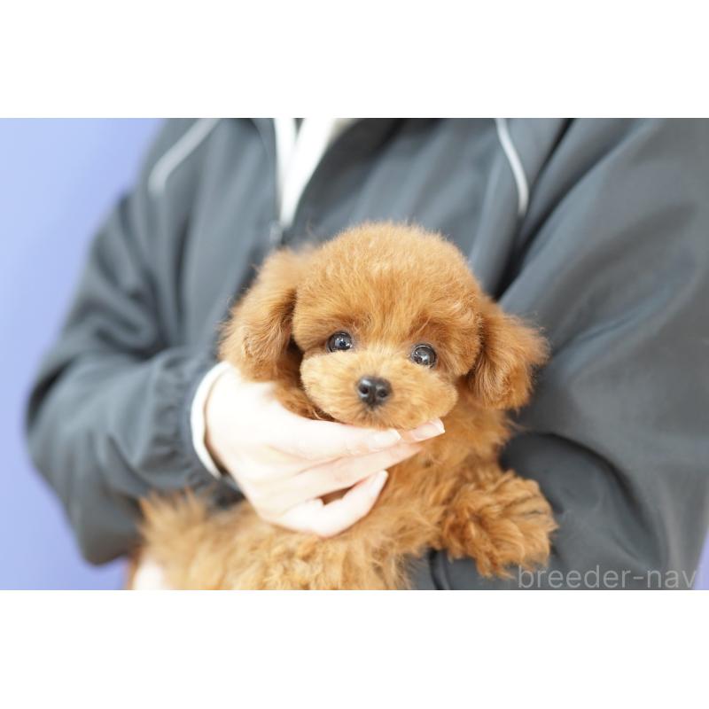 販売中の埼玉県のトイプードル-441167の2枚目