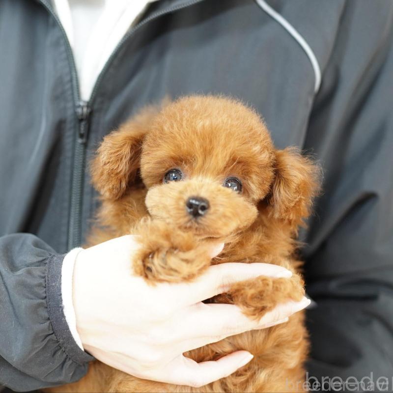 販売中の埼玉県のトイプードル-441167の1枚目