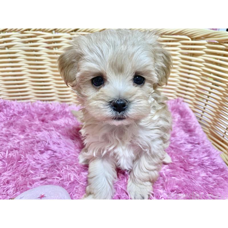 成約済の秋田県のマルプー:マルチーズ×トイプードル-439322の20枚目