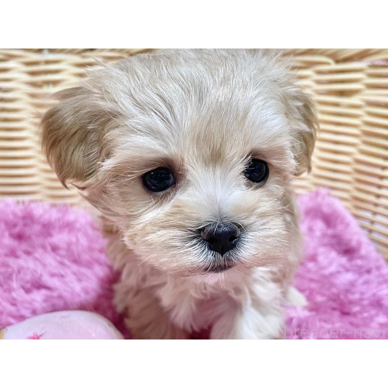 成約済の秋田県のマルプー:マルチーズ×トイプードル-439322の19枚目