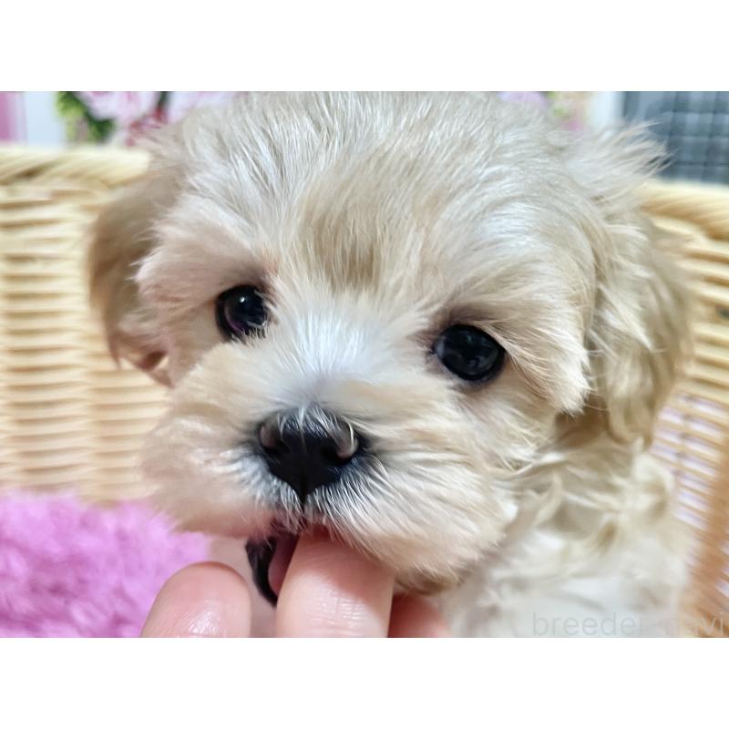 成約済の秋田県のマルプー:マルチーズ×トイプードル-439322の17枚目