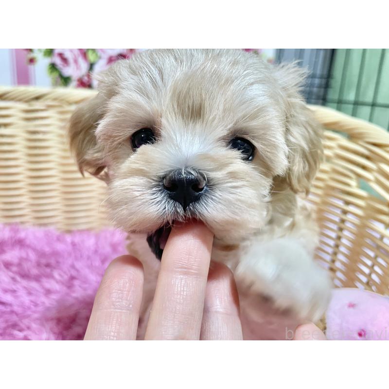 成約済の秋田県のマルプー:マルチーズ×トイプードル-439322の16枚目