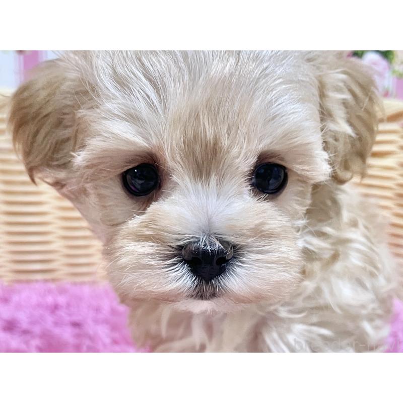 成約済の秋田県のマルプー:マルチーズ×トイプードル-439322の15枚目