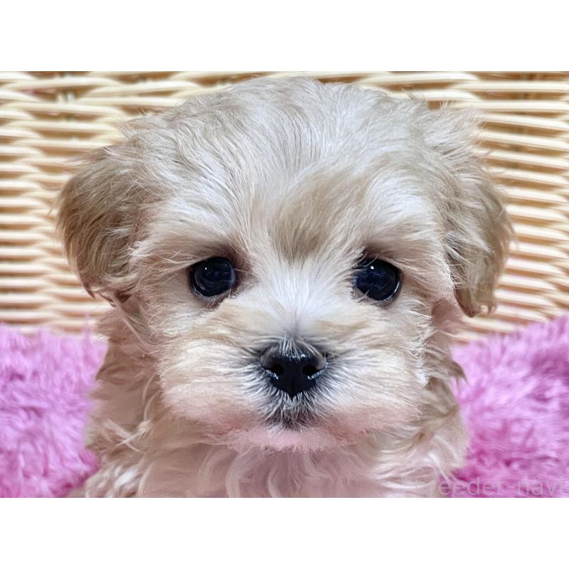 販売中の秋田県のマルプー:マルチーズ×トイプードル-439322