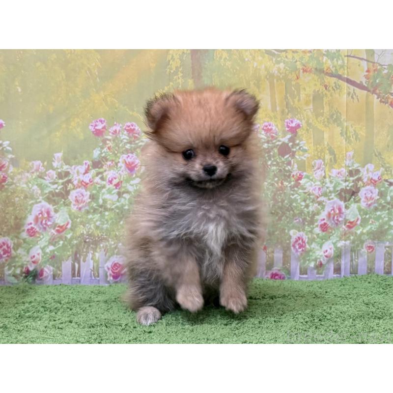 販売中の埼玉県のポメラニアン-437536の3枚目