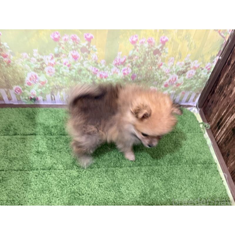 販売中の埼玉県のポメラニアン-437536の2枚目