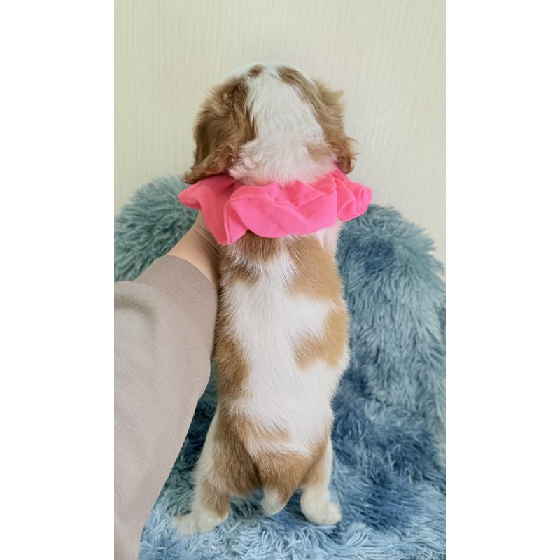 成約済の埼玉県のキャバリアキングチャールズスパニエル-437884の4枚目