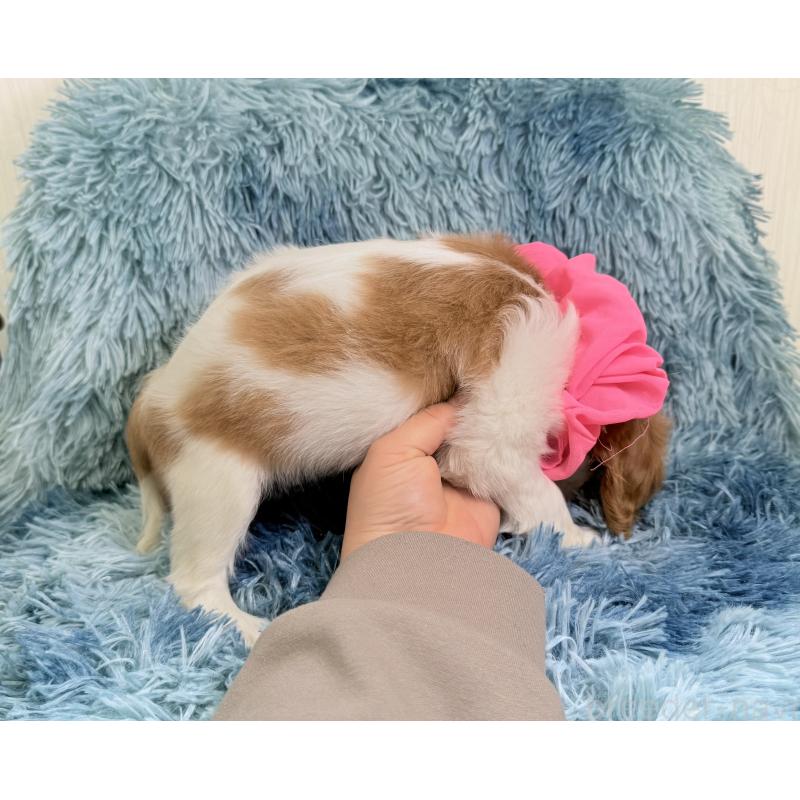 成約済の埼玉県のキャバリアキングチャールズスパニエル-437884の3枚目