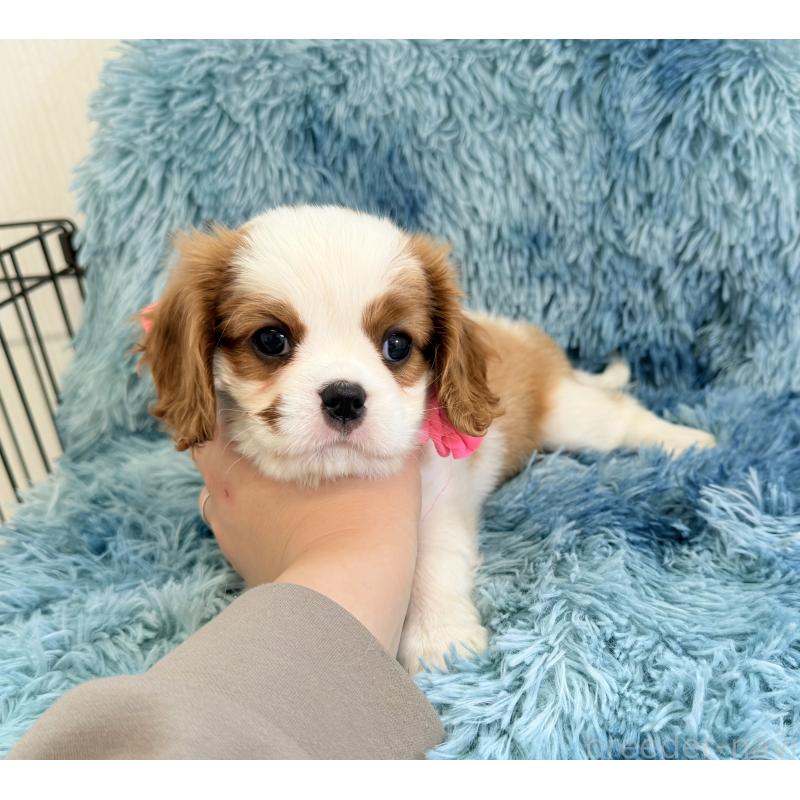 成約済の埼玉県のキャバリアキングチャールズスパニエル-437884の2枚目