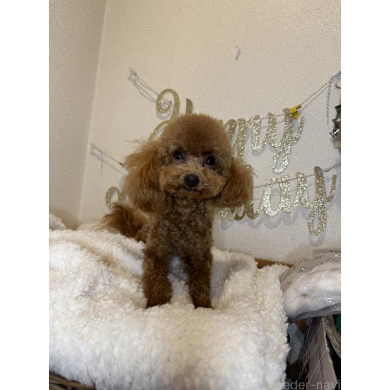 販売中の東京都のティーカッププードル-384327の6枚目