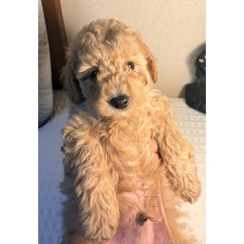 販売中の埼玉県のトイプードル-441086の3枚目