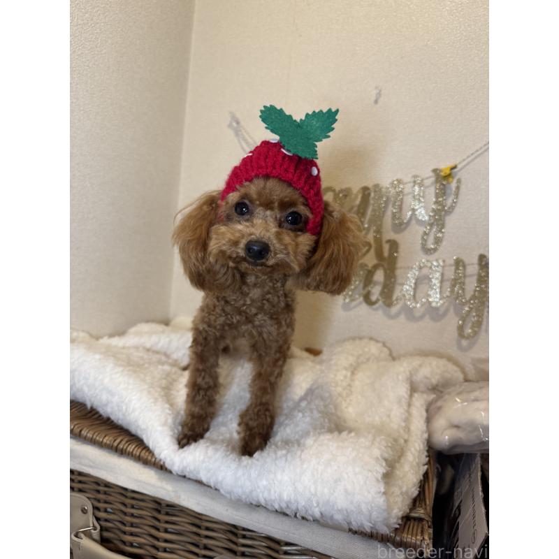 販売中の東京都のティーカッププードル-384327の4枚目