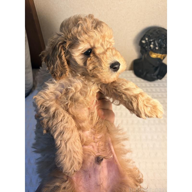 販売中の埼玉県のトイプードル-441086の2枚目