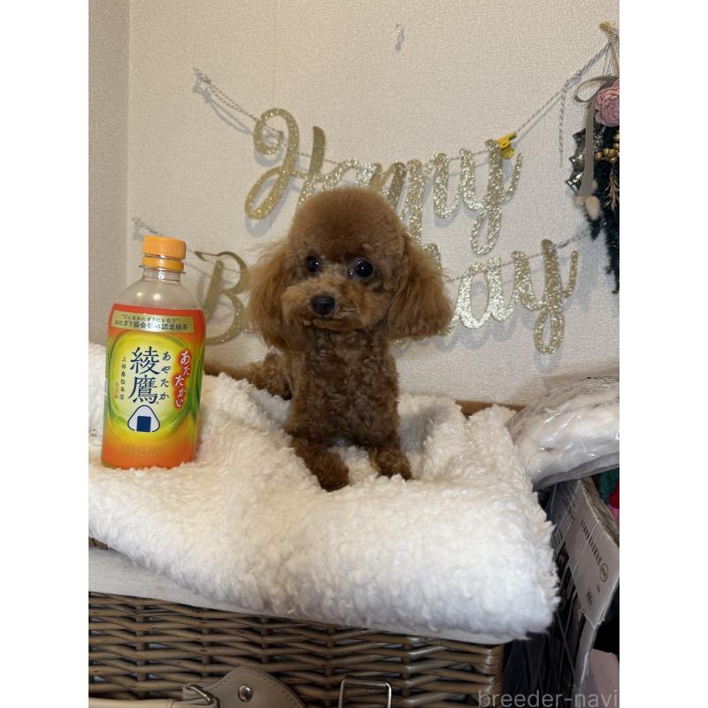 販売中の東京都のティーカッププードル-384327の3枚目