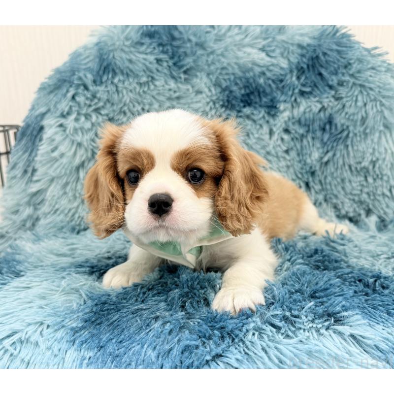 成約済の埼玉県のキャバリアキングチャールズスパニエル-437885の5枚目