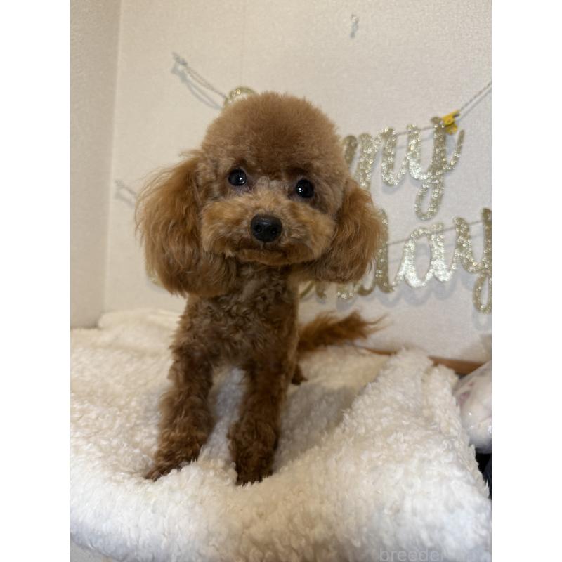 販売中の東京都のティーカッププードル-384327の2枚目