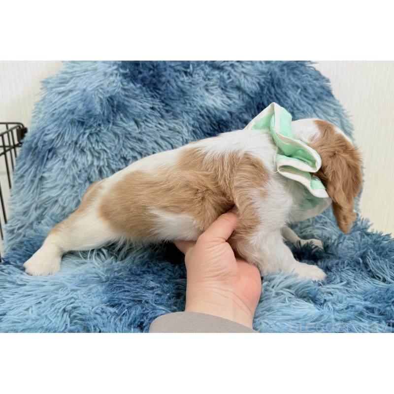 成約済の埼玉県のキャバリアキングチャールズスパニエル-437885の4枚目