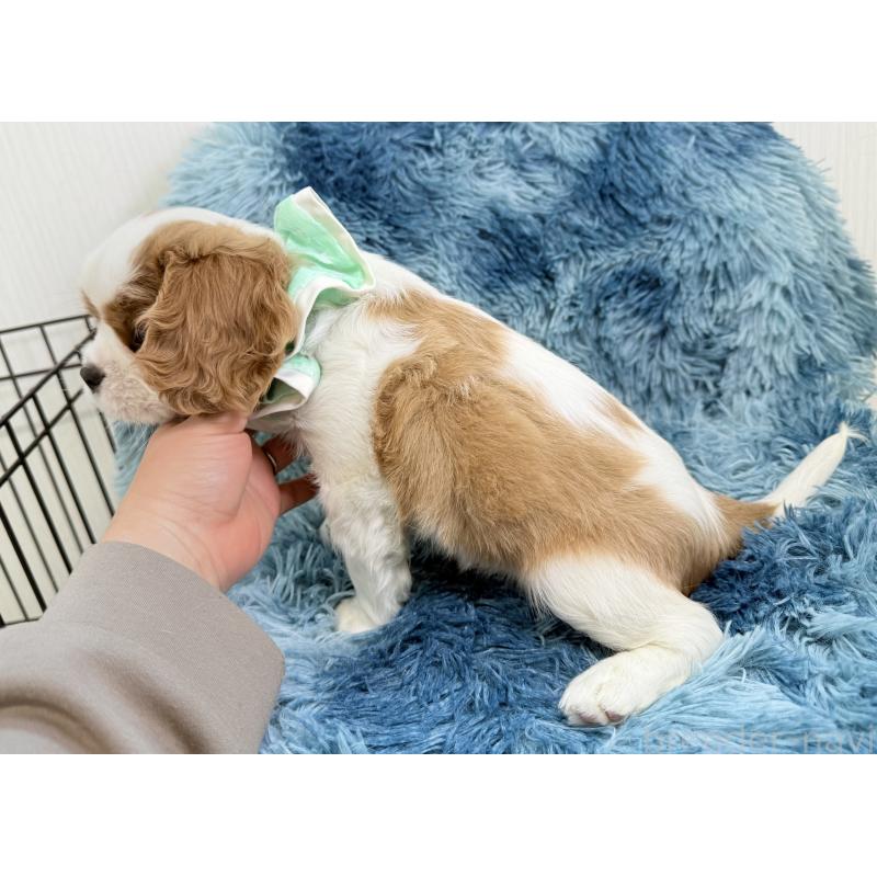 成約済の埼玉県のキャバリアキングチャールズスパニエル-437885の2枚目