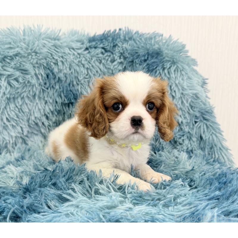 商談中の埼玉県のキャバリアキングチャールズスパニエル-435008の5枚目