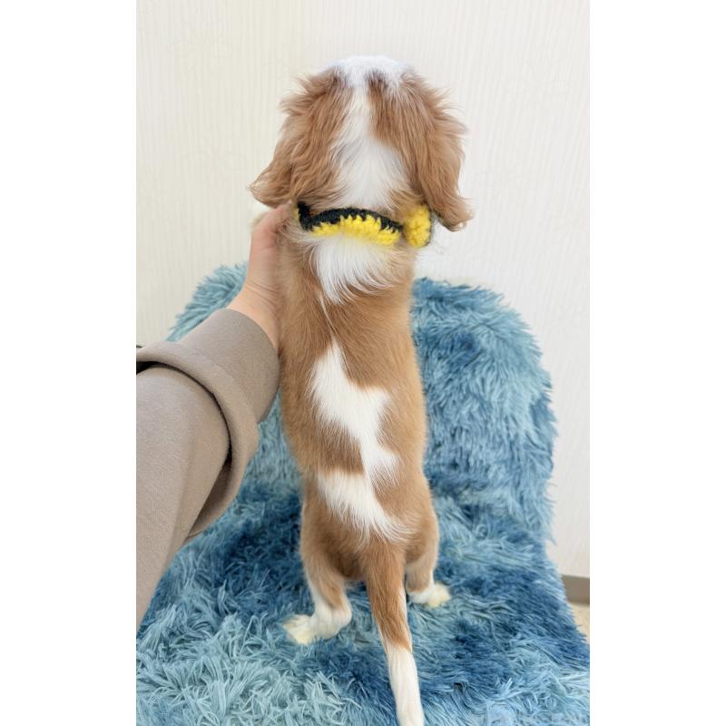 販売中の埼玉県のキャバリアキングチャールズスパニエル-434101の4枚目