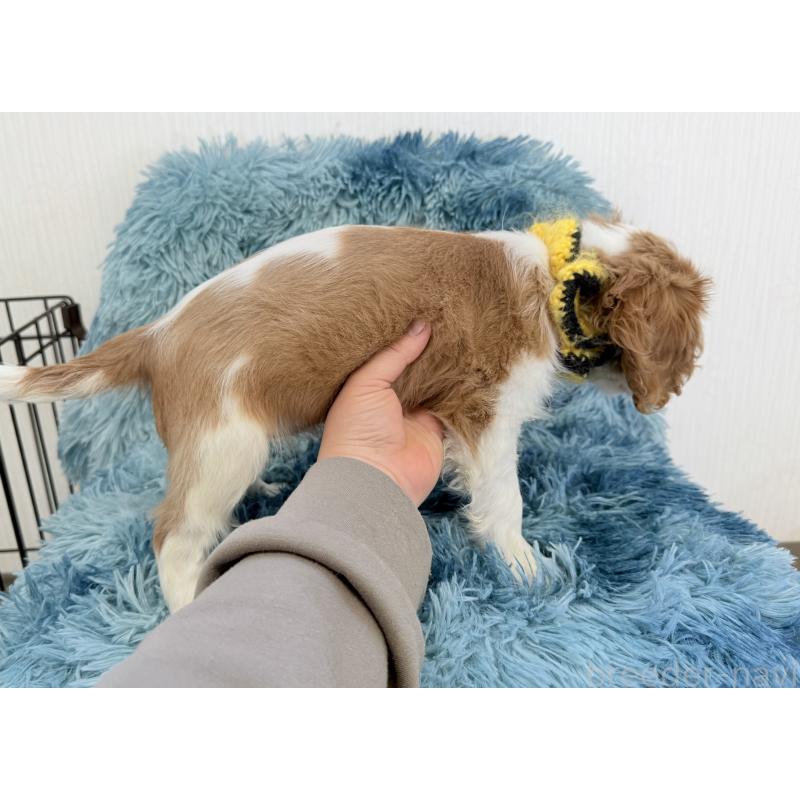 販売中の埼玉県のキャバリアキングチャールズスパニエル-434101の3枚目