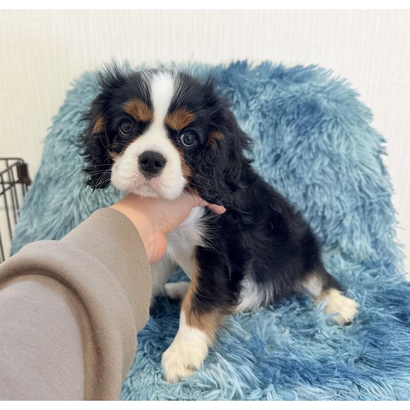 商談中の埼玉県のキャバリアキングチャールズスパニエル-434104の5枚目