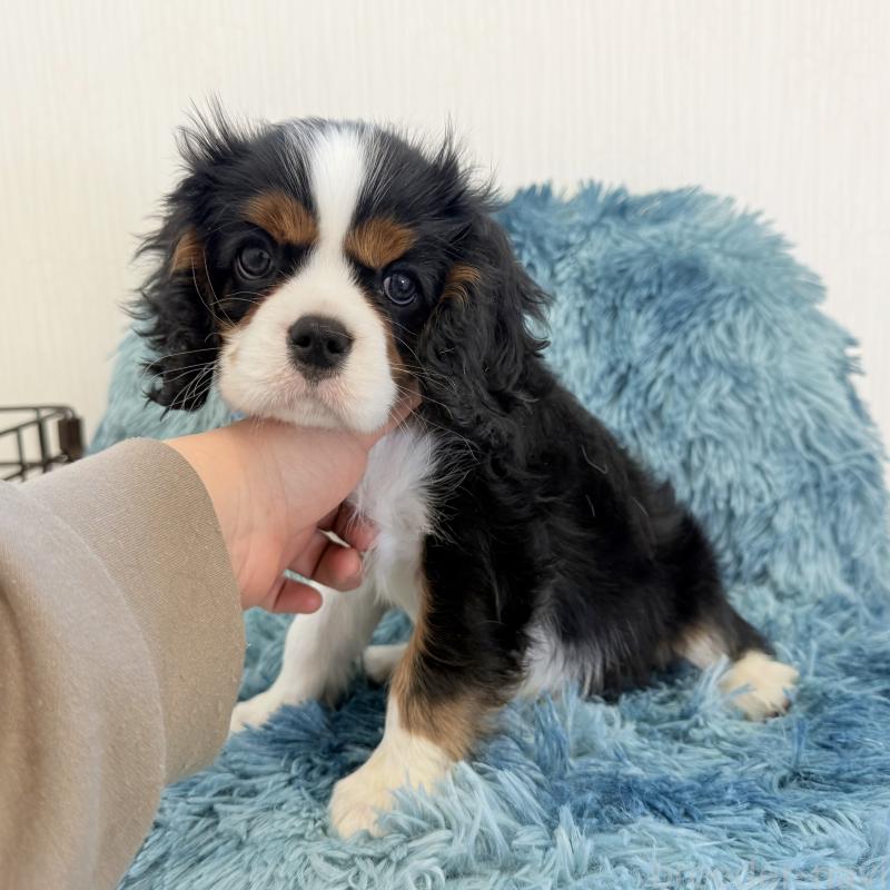 商談中の埼玉県のキャバリアキングチャールズスパニエル-434104の1枚目