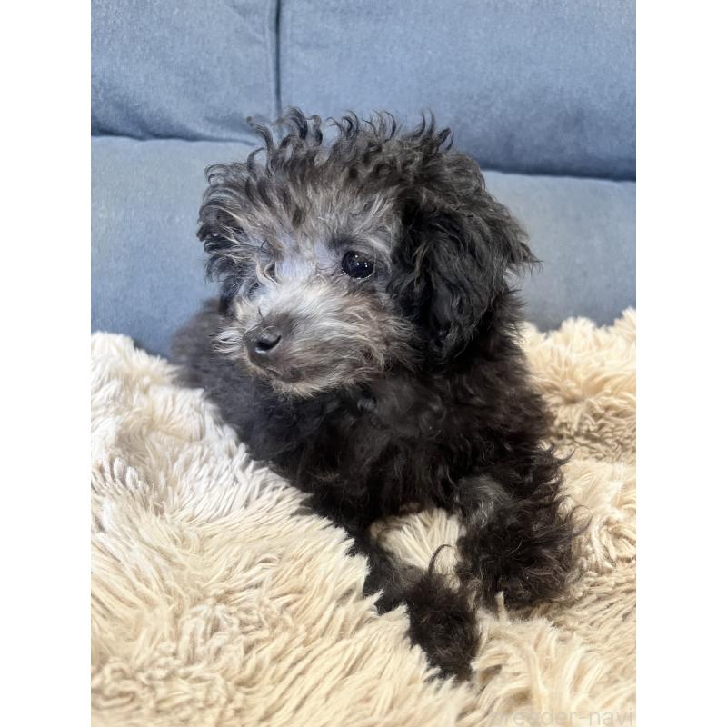 販売中の愛知県のトイプードル-434759の13枚目