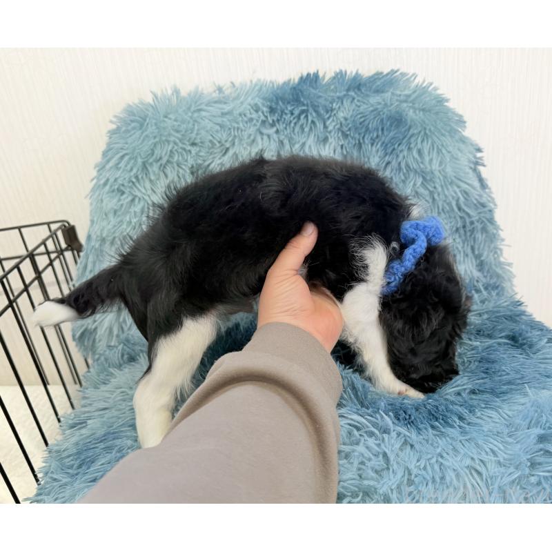 商談中の埼玉県のキャバリアキングチャールズスパニエル-434104の2枚目