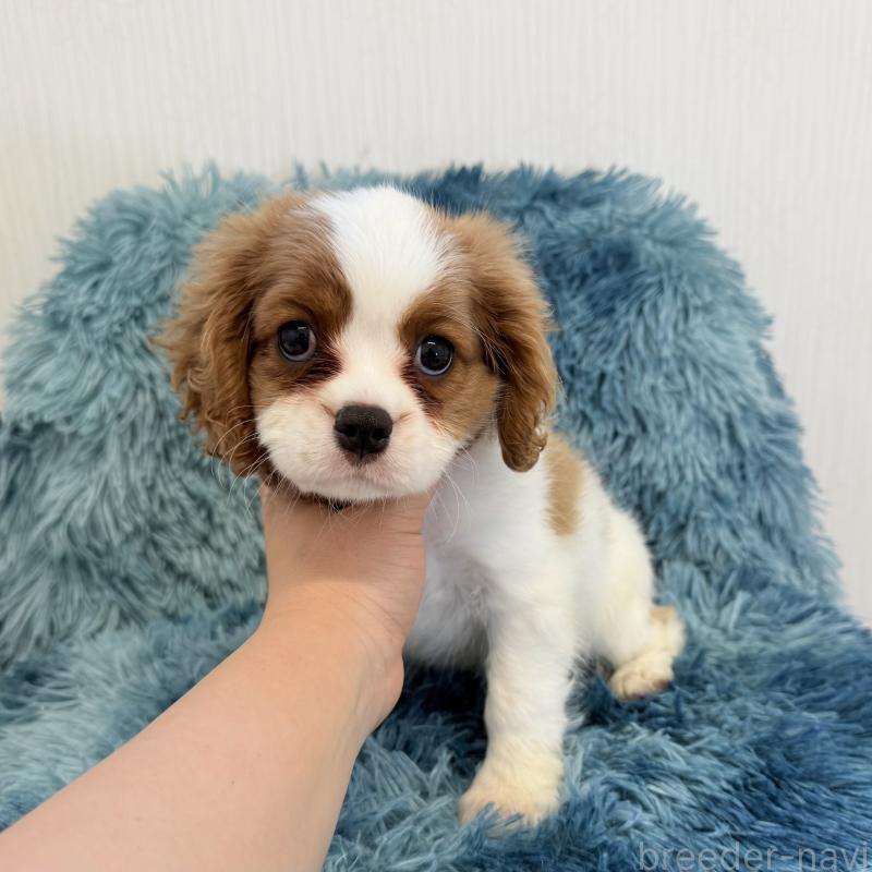 販売中の埼玉県のキャバリアキングチャールズスパニエル-431903の1枚目
